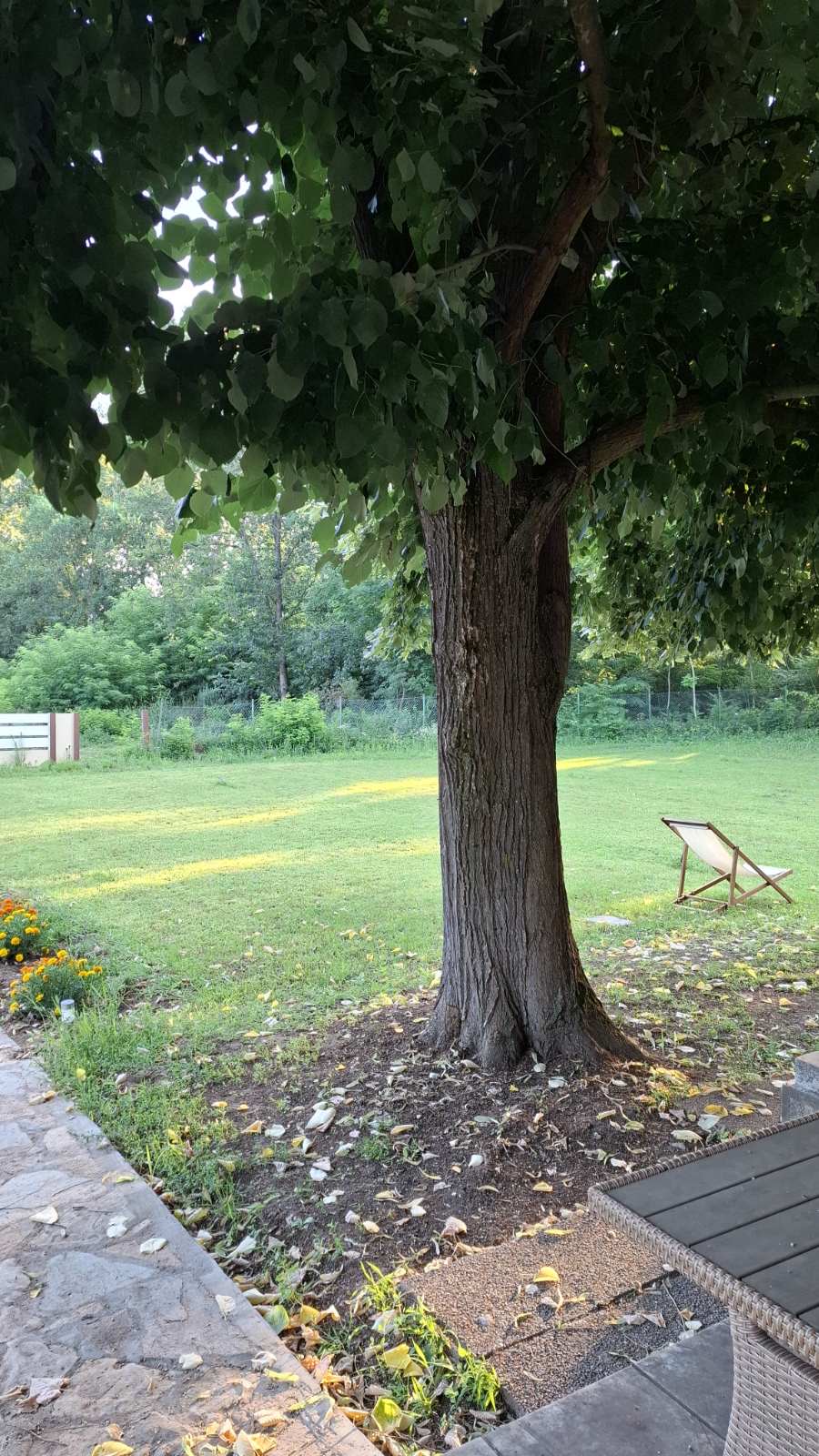 Prvu kafu popijte bez žurbe, pod krošnjom